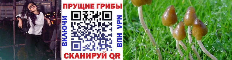 Псилоцибиновые грибы прущие грибы  Купить  Пыть-Ях 